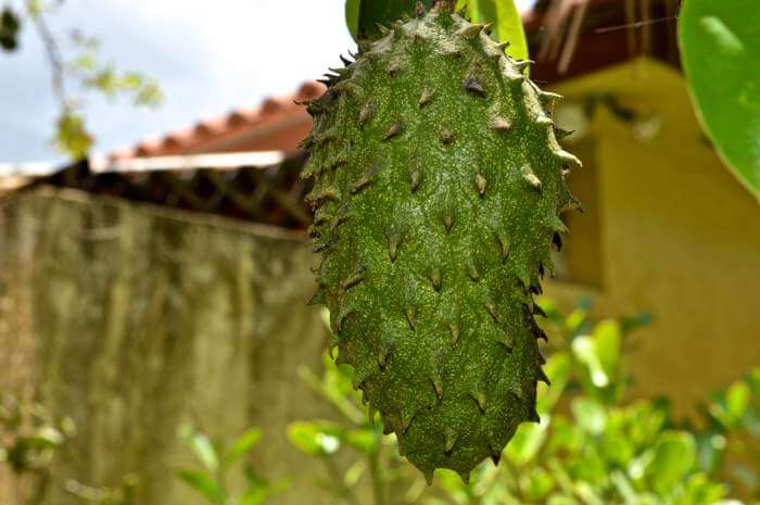 guanabana